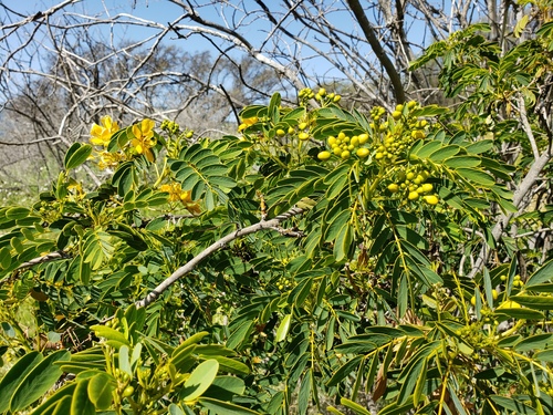Senna candolleana, photograph 2