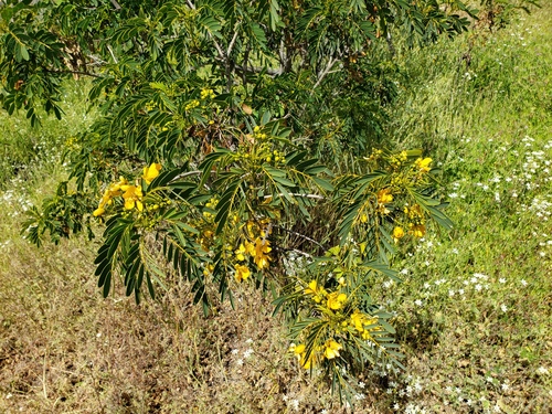 Senna candolleana, photograph 4