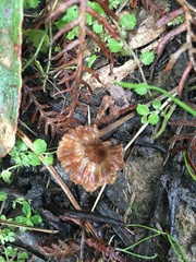 Podoscypha petalodes