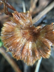 Podoscypha petalodes