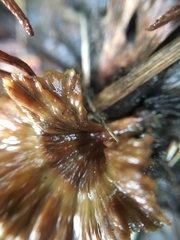 Podoscypha petalodes