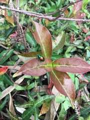 Platycorynus sauteri