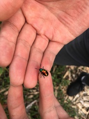 Platycorynus sauteri