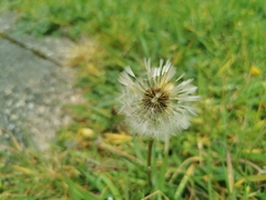 Taraxacum