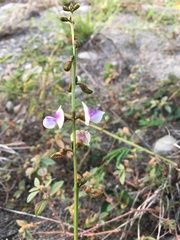 Tephrosia noctiflora