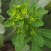 Euphorbia spathulata - Photo (c) Kimberlie Sasan, μερικά δικαιώματα διατηρούνται (CC BY-ND), uploaded by Kimberlie Sasan