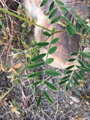 Tephrosia noctiflora