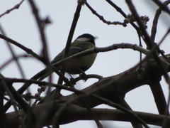 Parus major