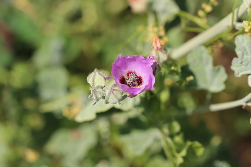 Sphaeralcea obtusiloba, photograph 6