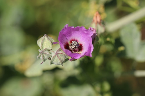 Sphaeralcea obtusiloba, photograph 5