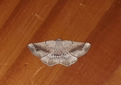 Drepanogynis mixtaria