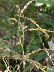 Phyllanthus parvulus parvulus