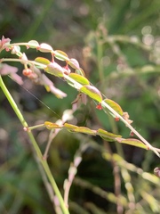 Phyllanthus parvulus parvulus