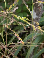 Phyllanthus parvulus parvulus