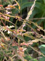 Phyllanthus parvulus parvulus