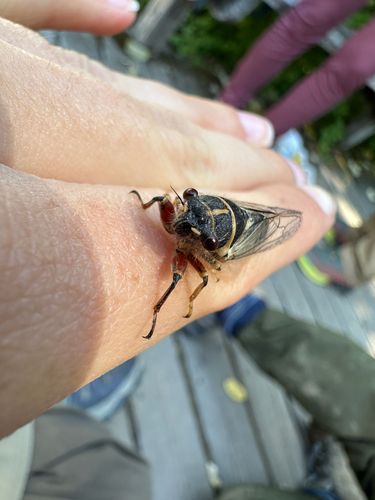 iNaturalist observation photo of Wing-tapping Cicadas