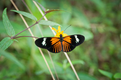 Heliconiini