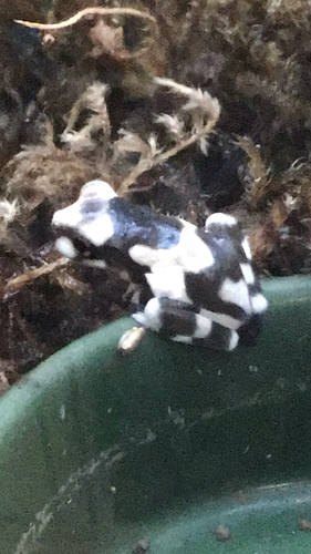 Amazon Milk Frog, Trachycephalus resinifictrix