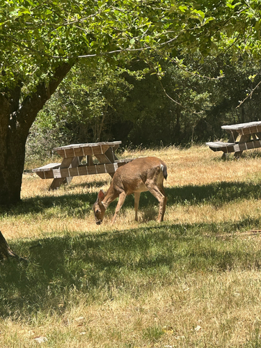 iNaturalist observation photo of Mule Deer