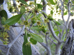 Pseudoziziphus parryi