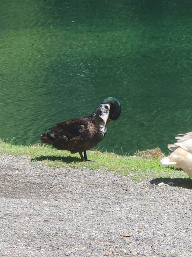 iNaturalist image