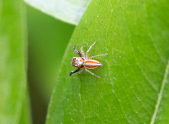 Icius hamatus