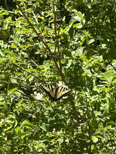 iNaturalist observation photo of Western Tiger Swallowtail