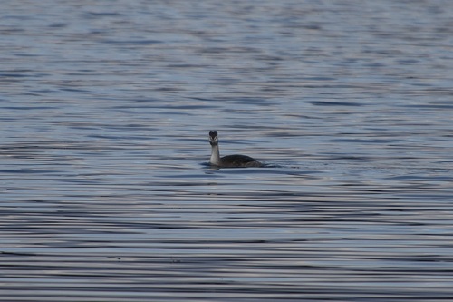 iNaturalist image