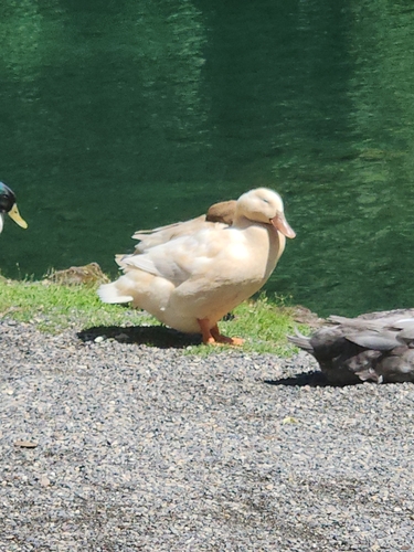 iNaturalist image