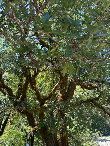 iNaturalist observation photo of oaks