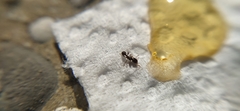 Tetramorium