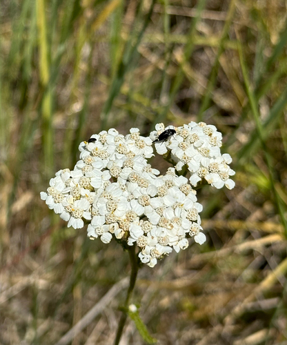 iNaturalist observation photo of common yarrow