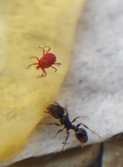Tetramorium