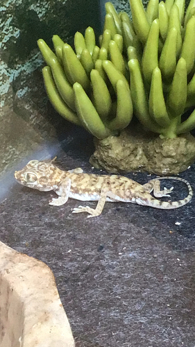 Anderson's Short-fingered Gecko, Stenodactylus petrii