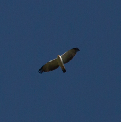 Spizaetus melanoleucus