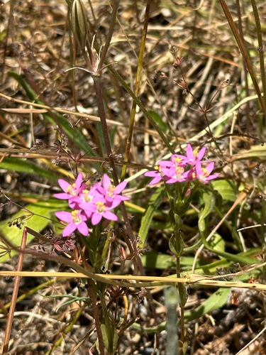 iNaturalist observation photo of centauries, rose gentians, and Zeltneras