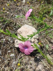 Linum pubescens