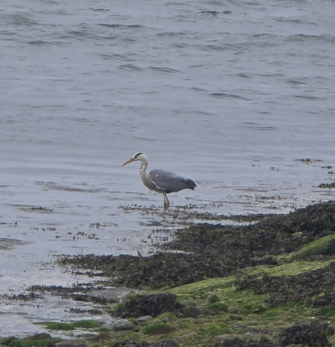 iNaturalist image