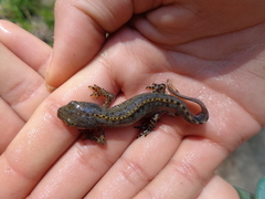 Ichthyosaura alpestris alpestris