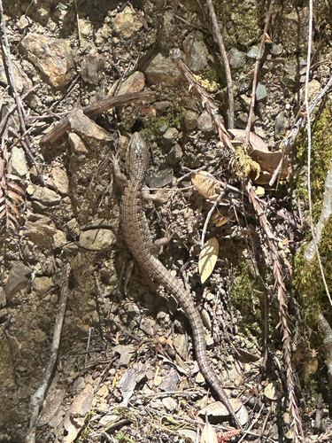 iNaturalist observation photo of Northern Alligator Lizard