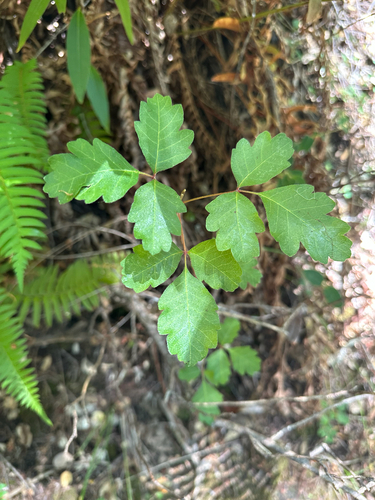 iNaturalist observation photo of Pacific poison oak