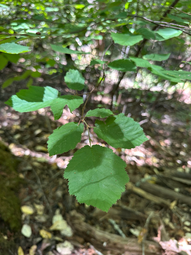iNaturalist observation photo of beaked hazelnut