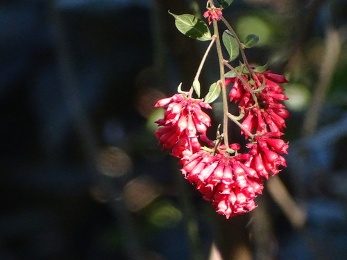 Cestrum fasciculatum