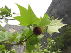 Platanus rzedowskii