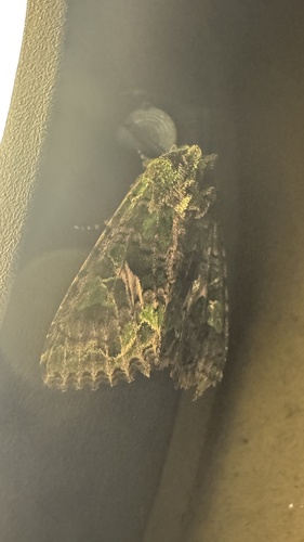 Orache Moth
