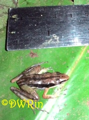 Indosylvirana nicobariensis