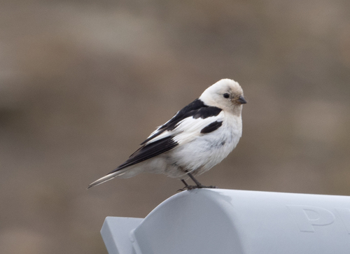 Escribano nival (Plectrophenax nivalis)