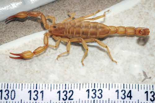 Russell's Scorpion