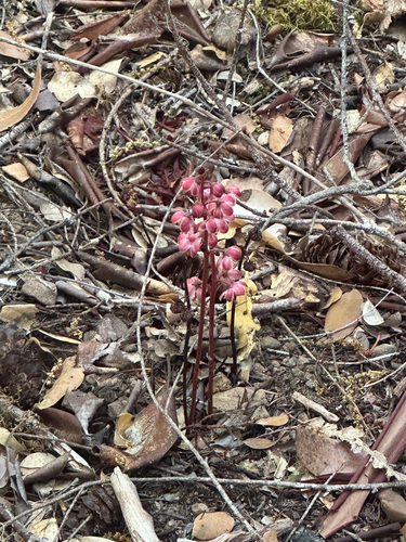 iNaturalist observation photo of Leafless wintergreen