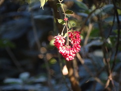 Cestrum fasciculatum, photograph (c) Shaun Swanepoel, some rights reserved (CC BY)